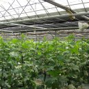 금남농장 이미지