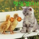 심심Free 이미지