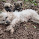 Puppy walks miles to beg for help to save her mother 이미지