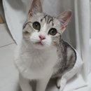 메리알동물병원 이미지