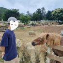 하늘언덕 | 남해 아이와 가볼 만한 곳, 양떼목장 양마르뜨언덕 내돈내산 후기