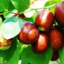 대추원천 이미지