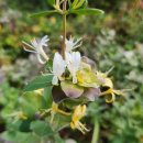 제주 오름 산책 | [제주오름 산책 후기] 썩은다리