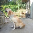 (분양완료) - 래브라도리트리버(혈통우수) 자견 분양 이미지