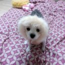 메디팜성화약국 이미지