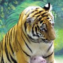 웃으면 돼지 이미지