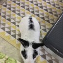 하트동물병원 이미지