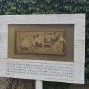 빛-자작나무 이미지