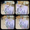 코코캣 | [코코캣] 감탄모래 벤토나이트 무료체험단 모집에 당첨되어 후기작성 하겠습니다.