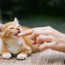 행복한 고양이 이미지