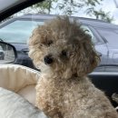 꿀강아지 테리하우스 이미지