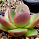 창전농장 이미지