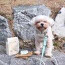 더푸르개 이미지