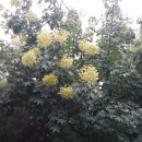 서부대로 이미지