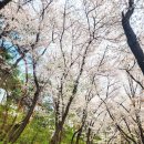 [4/10 나그네님 번개도보] 서울 벚꽃은 남산이더라! 이미지