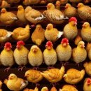 닭잡아도돼지 이미지