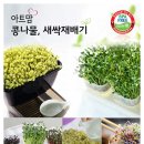 새싹마트 이미지