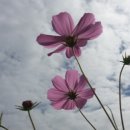 코스모스여화 이미지