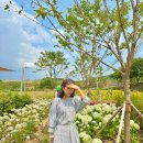 다온.댕 | 여름의 8할은 수국이다