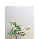 꽃순이 - 부천시 원미구 송내대로 388 | 꽃순이
