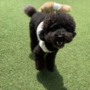 핸즈독(HANDSDOG) 이미지