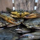 크랩