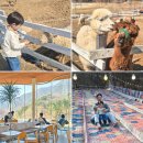 행복목장 | 가평 양떼목장 카페 클라우드힐, 썰매까지! 아기랑 입장료 할인, 주차 후기