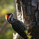 딱따구리 이미지