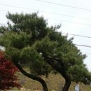 금수산 농원 이미지