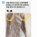 다즐링 이미지