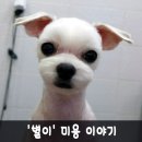 핫도그캣찹 이미지