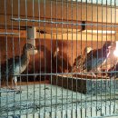 호빈조류새농장 이미지