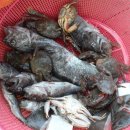 효자도4 이미지