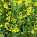 덕산기의아침 이미지