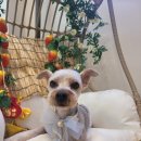 낑깡이랑 이미지