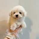 부산강아지분양 드림독 안심분양센터 부산점 | 부산강아지분양, 믿고 맡기는 드림독 안심분양센터 부산점