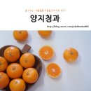 양지청과 이미지