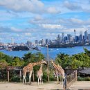 동물원 | 시드니 타롱가 동물원 후기, 페리 가는 법 입장권 가격