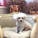 메르시 동물병원 이미지