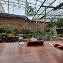 시바카레 이미지