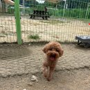 코코 반려견 호텔 이미지