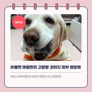 심쿵펫 | 입짧은 노견도 잘 먹는 고함량 강아지피부영양제 하율펫 후기