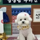 견생스타일 | [양천구 애견미용샵] 애견 미용에 견생샷까지 찍어주는 "편안한댕" 후기