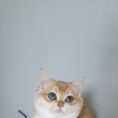 야옹의형태
