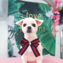 해피퍼피 미용실 이미지