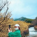 천지민박농원 | [여행기록#4] 산수유부터 벚꽃까지 꽃천지 '구례,하동여행'
