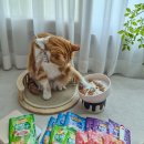 프리스키 | 고양이 습식사료 추천 퓨리나 프리스키 그레이비 파우치 노묘 급여 후기