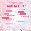 청주 무심천 벚꽃축제/ 청주 푸드트럭 축제(04.04~04.06)