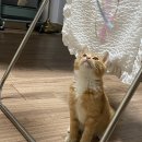 제이제이 메디컬 이미지