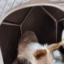 멍멍하우스 | 후기. 초코펫하우스 강아지집(우리집 멍멍 내 집 마련 성공기)